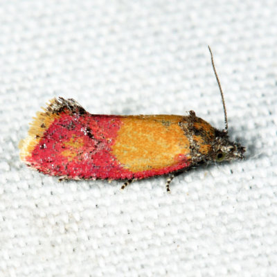 3848 - Primrose Cochylid Moth - Atroposia oenotherana