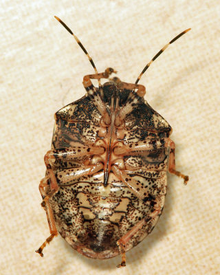 Scutelleridae - Tetyra antillarum