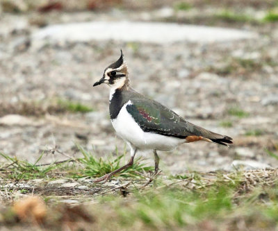 Shorebirds - genus Vanellus