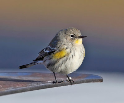 Yellow-rumped Warbler (Audubon's) - Setophaga coronata