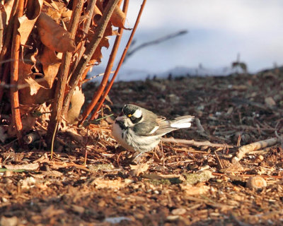 Black-throated Gray Warbler - Setophaga nigrescens