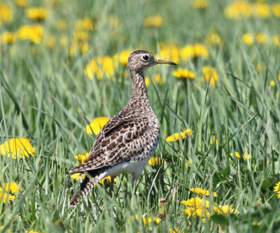 Shorebirds - genus Bartramia