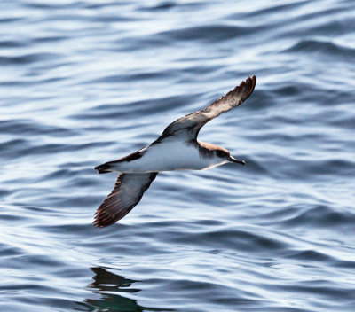 Manx Shearwater - Puffinus puffinus