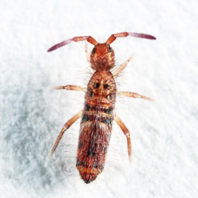 Springtails genus Entomobryoides