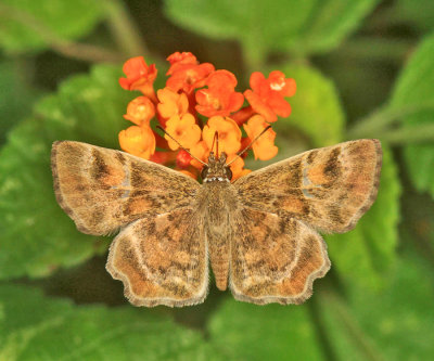 Texas Powdered Skipper - Systasea pulverulenta