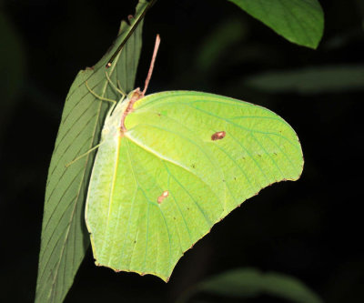 Yellow Angled Sulphur - Anteos maerula