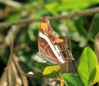 Band-celled Sister - Adelpha fessonia