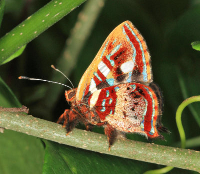 Yucatan Butterflies 2013