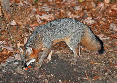 Gray Fox - Urocyon cinereoargenteus