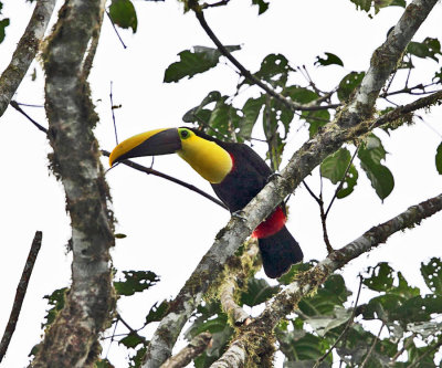 Chestnut-mandibled Toucan - Ramphastos swainsonii