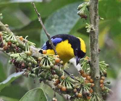 Blue-winged Mountain Tanager - Anisognathus somptuosus