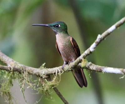 Fawn-breasted Brilliant - Heliodoxa rubinoides