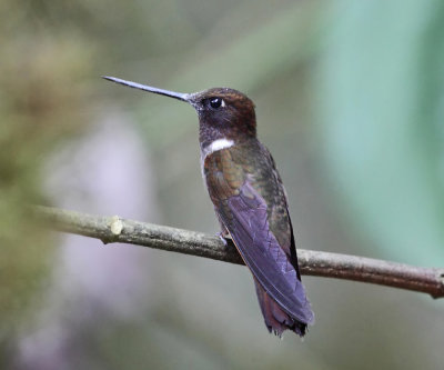 Brown Inca - Coeligena wilsoni