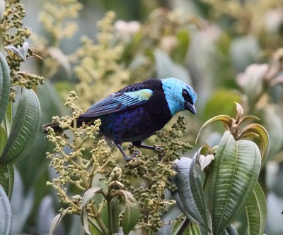 Blue-necked Tanager - Tangara cyanicollis