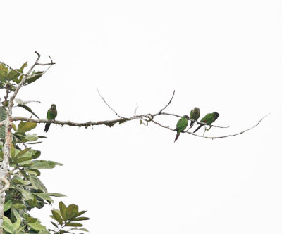 Maroon-tailed Parakeet - Pyrrhura melanura
