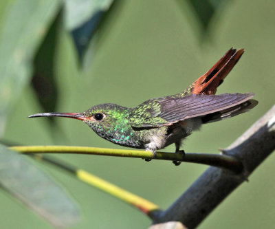 Rufous-tailed Hummingbird - Amazilia tzacatl