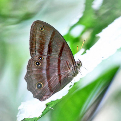 Tiessa Ringlet - Magneuptychia tiessa