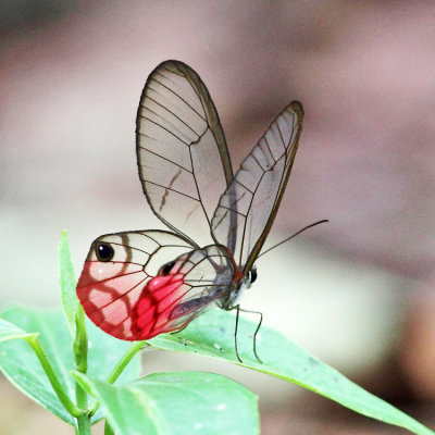 Rusted Clearwing-Satyr - Cithaerias pireta