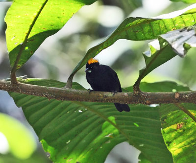 Tawny-crested Tanager - Tachyphonus delatrii