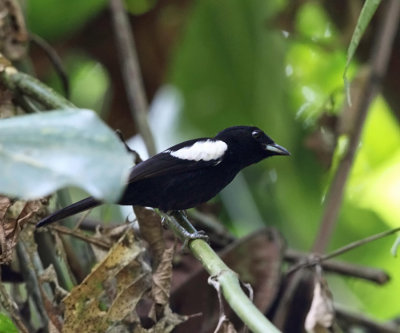 White-shouldered Tanager - Tachyphonus luctuosus