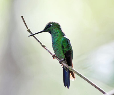 Green-crowned Brilliant - Heliodoxa jacula