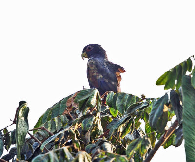 Bronze-winged Parrot - Pionus chalcopterus
