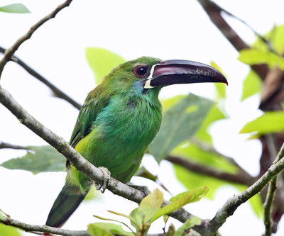 Crimson-rumped Toucanet - Aulacorhynchus haematopygus