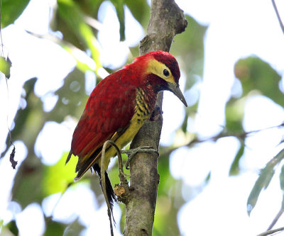 Ecuador Woodpeckers