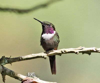 Purple-throated Woodstar - Calliphlox mitchellii