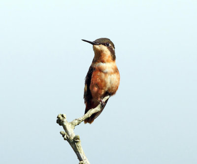 Purple-throated Woodstar - Calliphlox mitchellii