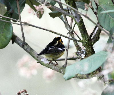 Blackburnian Warbler - Dendroica fusca