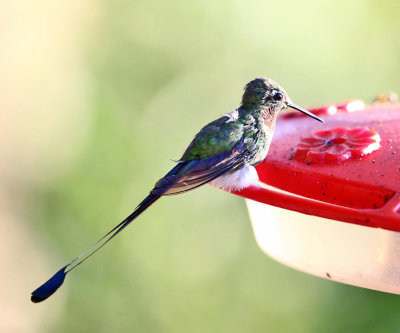 Booted Racket-tail - Ocreatus underwoodii