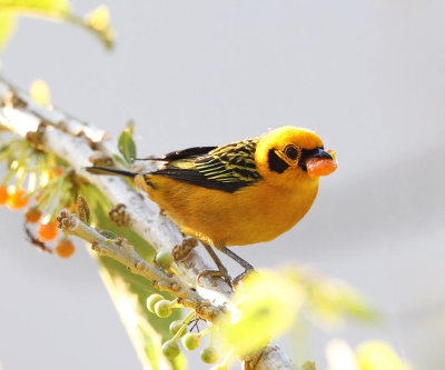 Golden Tanager - Tangara arthus