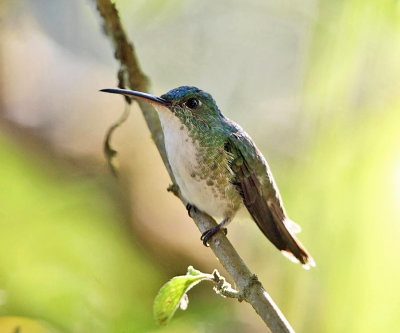 Andean Emerald - Amazilia franciae