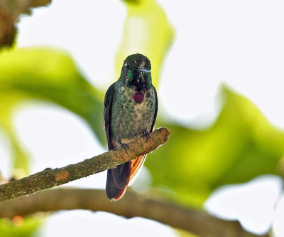 Purple-bibbed Whitetip - Urosticte benjamini