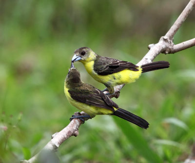 Lemon-rumped Tanager - Ramphocelus icteronotus (female feeding young)