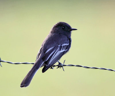 Black Phoebe - Sayornis nigricans