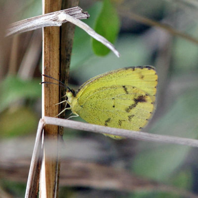 Mimosa Yellow -  Pyrisitia nise