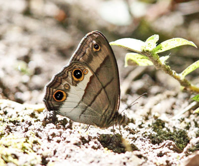 Euptychoides nossis