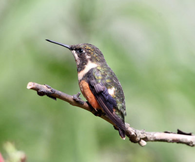 Purple-throated Woodstar - Calliphlox mitchellii