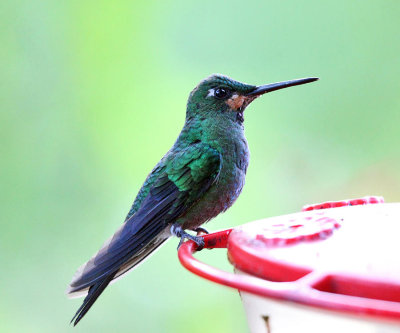 Green-crowned Brilliant - Heliodoxa jacula