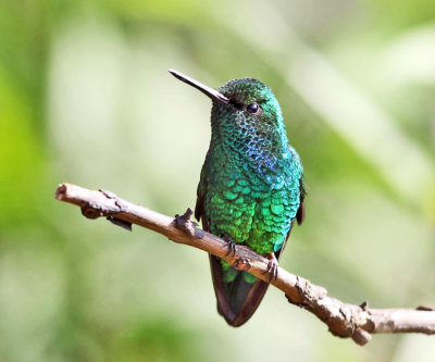 Western Emerald - Chlorostilbon melanorhynchus