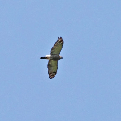 g12/94/339594/3/153693022.bi8KjvV6.jpg
