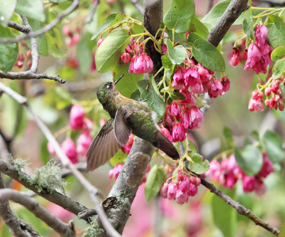 Tyrian metaltail - Metallura tyrianthina (female)