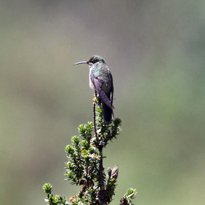 Ecuadorian Hillstar - Oreotrochilus chimborazo