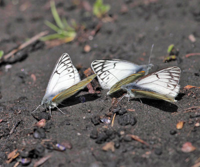 Tatochila sagittata