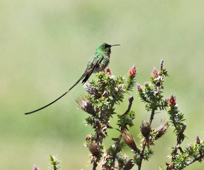 Black-tailed Trainbearer - Lesbia victoriae