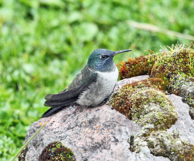 Ecuadorian Hillstar - Oreotrochilus chimborazo