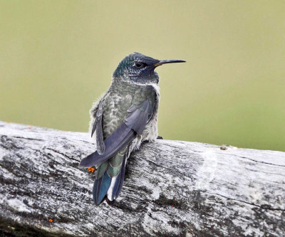 Ecuadorian Hillstar - Oreotrochilus chimborazo