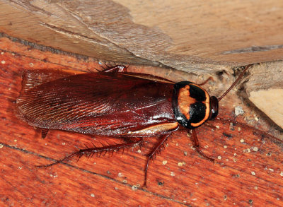 Australian Cockroach - Periplaneta australasiae